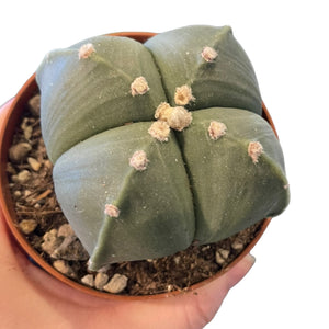 Astrophytum nudum quadricostatum