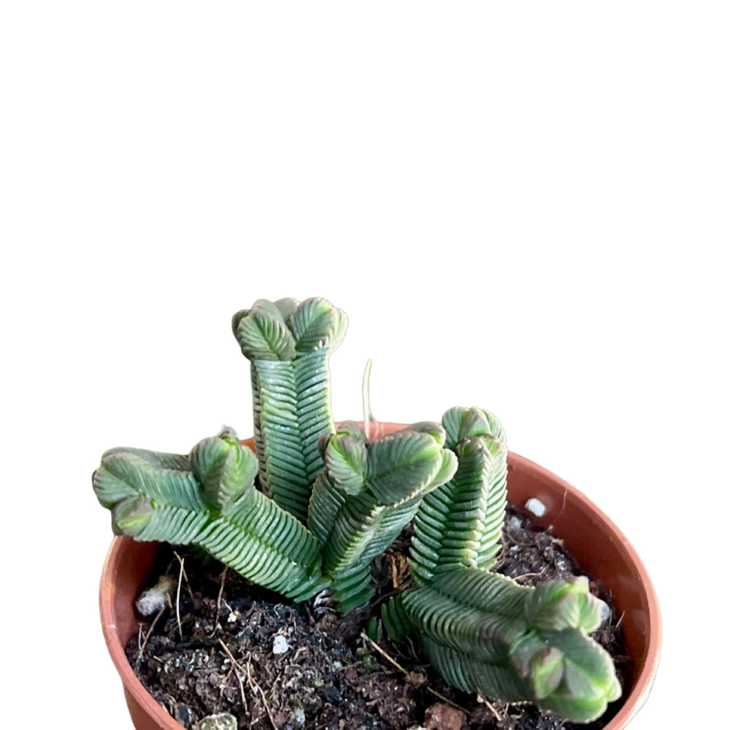 Crassula pyramidalis quadricostatum