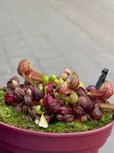 Translation missing: lt.sections.featured_product.gallery_thumbnail_alt