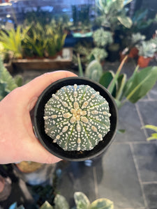 Astrophytum super kabuto