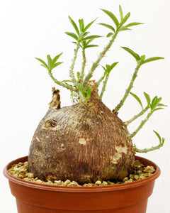 Pachypodium Bispinosum