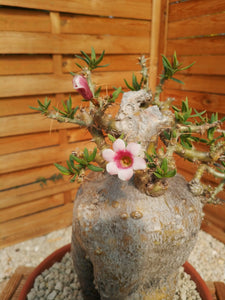 Pachypodium Bispinosum