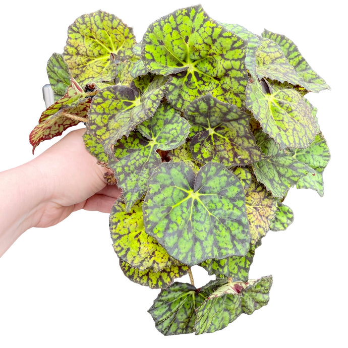 Begonia leaf Froggy