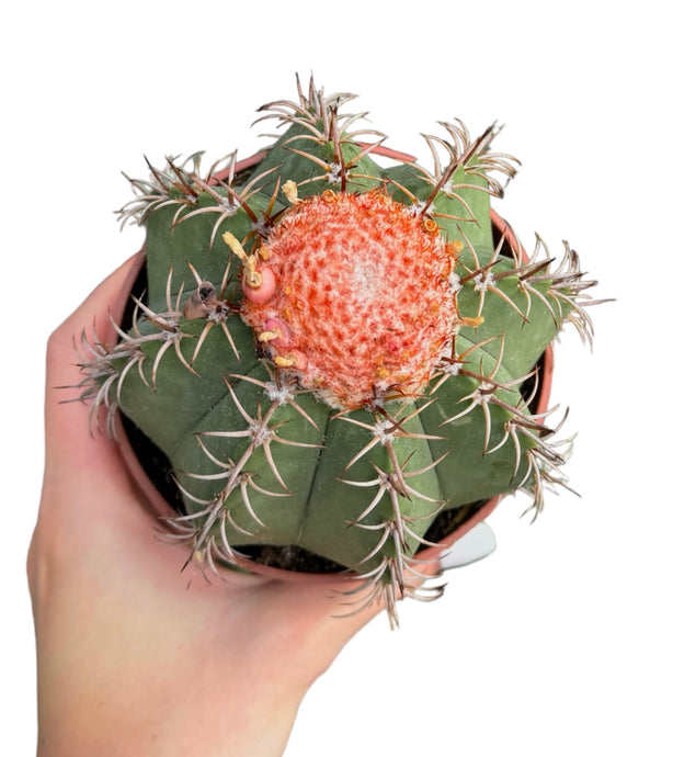 Melocactus Matanzanus