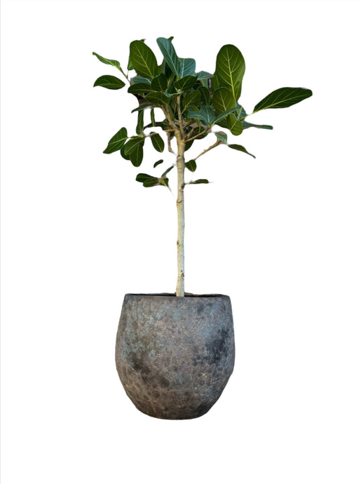 Ficus petite Audrey Fikusas mažoji Odrė