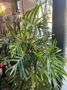 philodendron elegans for sale Philodendron Elegans Trixi – Gipsygarden