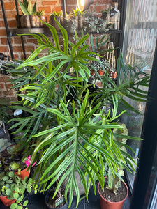 Philodendron Elegans Trixi