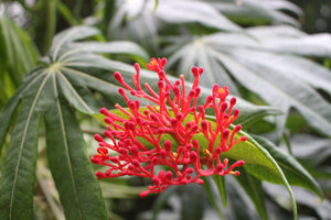 Jatropha multifida