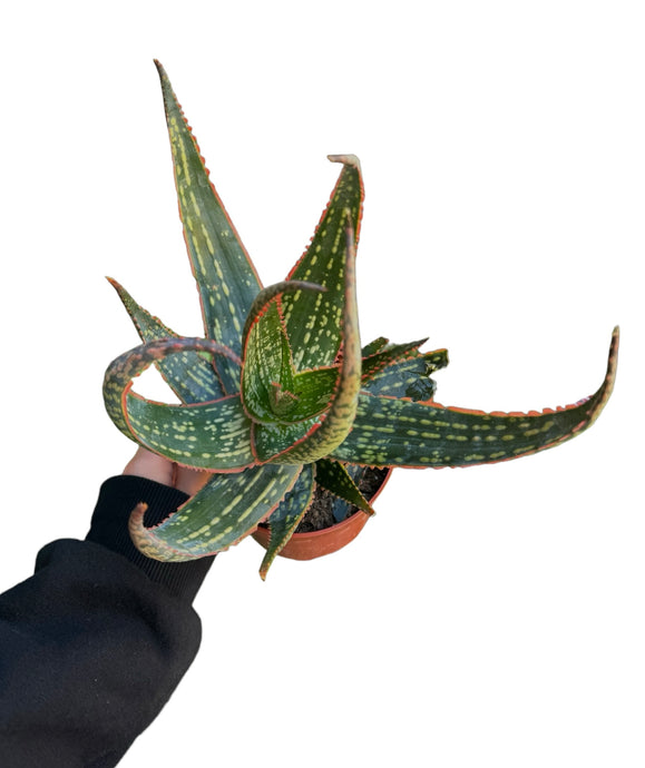 Aloe Carol