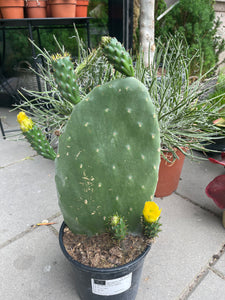 Opuntia Ficus indica