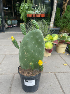 Opuntia Ficus indica