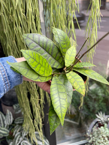 Hoya Callistophylla