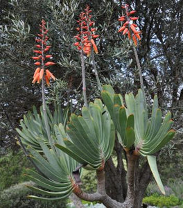 Aloe plicatilis