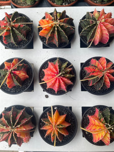 Gymnocalycium variagata