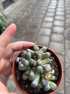 Aloinopsis Schooneesii