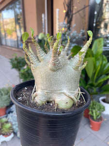 Tinūtras Adenium arabicum