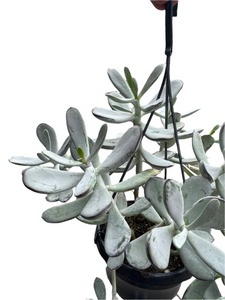 Cotyledon silver peak