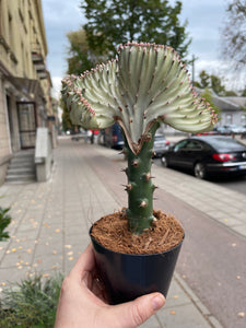 Euphorbia Lactea cristata