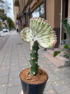 Euphorbia Lactea cristata