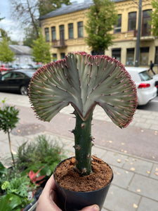 Euphorbia Lactea cristata