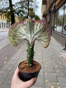 Euphorbia Lactea cristata