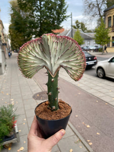 Euphorbia Lactea cristata