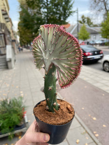 Euphorbia Lactea cristata