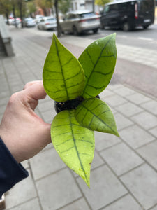 Hoya Callistophylla