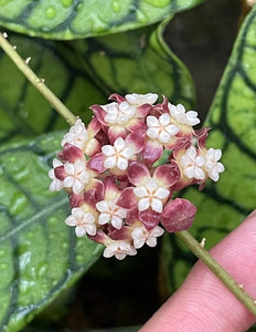 Hoya Callistophylla