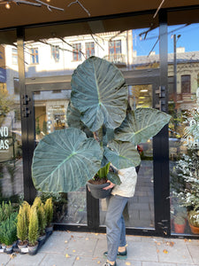 Alocasia Regal Shields 35Ø 135cm