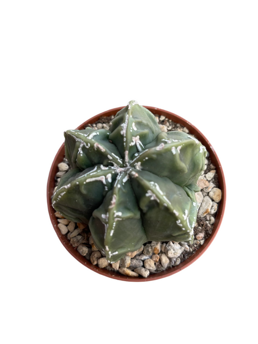 Astrophytum B