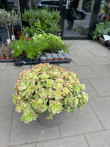 Aronium Kiwi