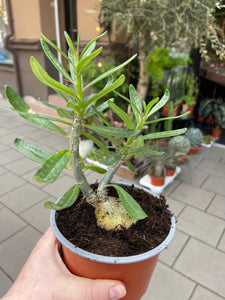 Pachypodium Bispinosum