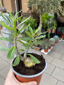 Pachypodium Bispinosum