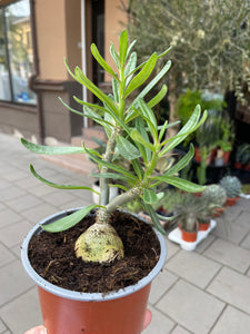 Pachypodium Bispinosum