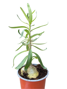 Pachypodium Bispinosum