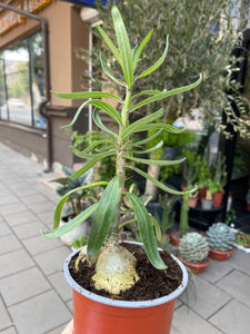 Pachypodium Bispinosum