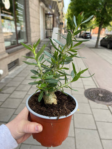 Pachypodium Bispinosum