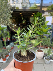 Pachypodium Bispinosum