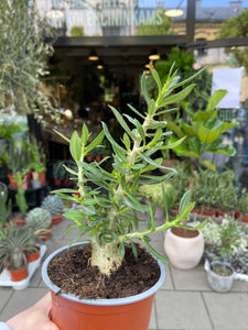 Pachypodium Bispinosum