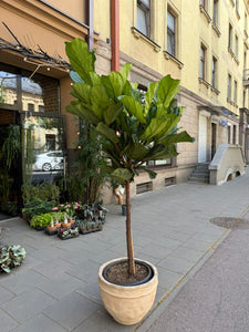 Ficus Lyrata 160cm