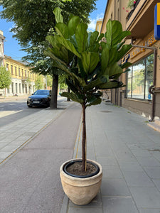 Ficus Lyrata 160cm
