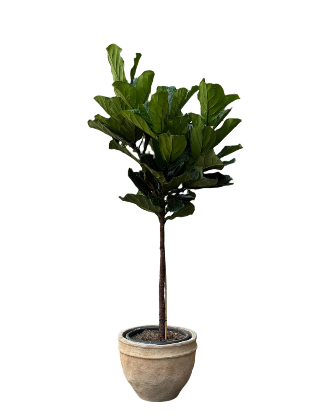 Ficus Lyrata 160cm