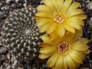 Sulcorebutia Arencea