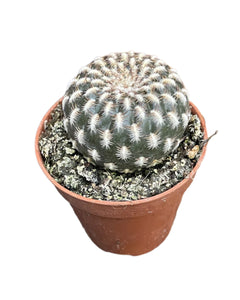 Sulcorebutia Arencea