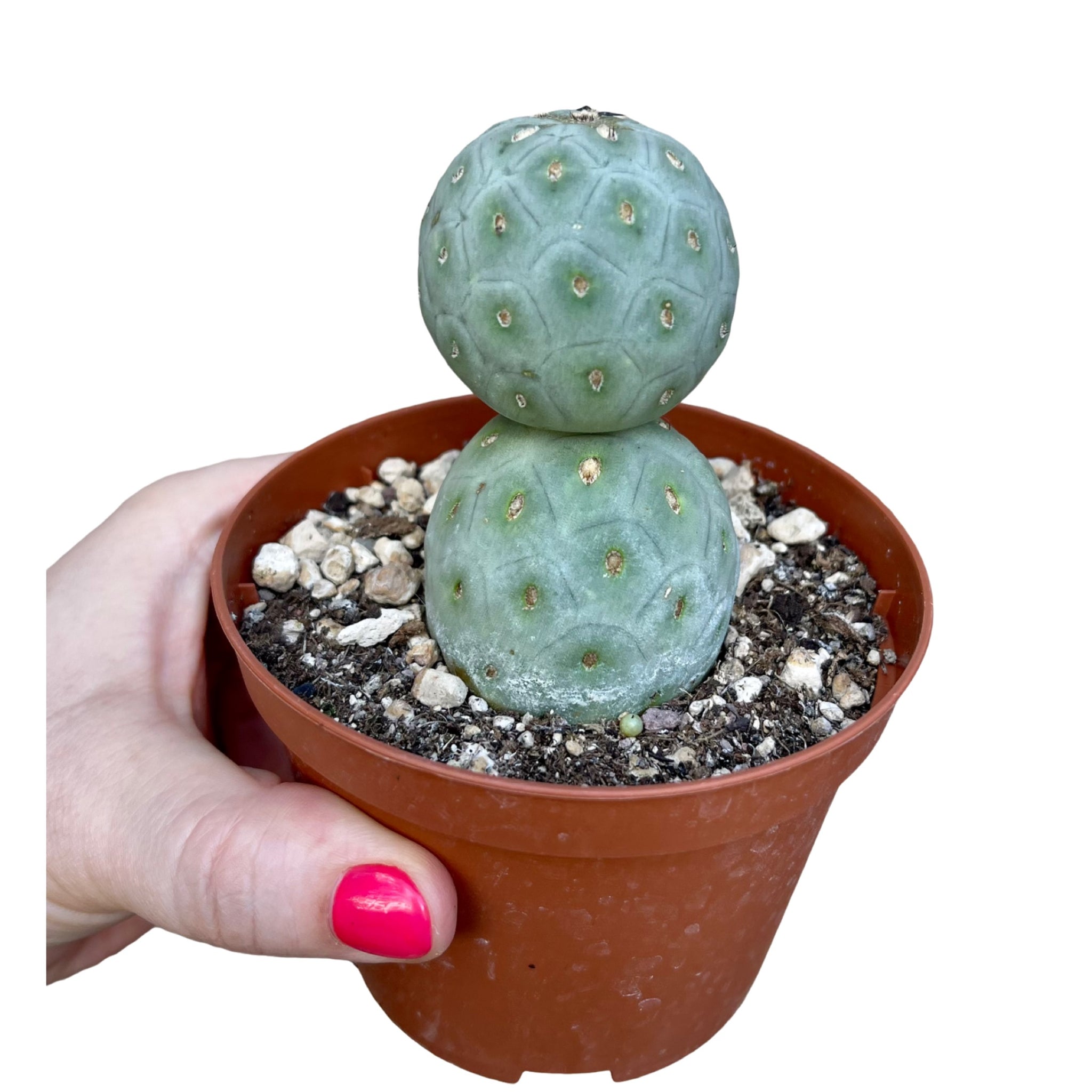 Cactus✩ Cacti and succulents – Page 12 – Gipsygarden