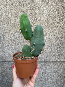 Trichocereus bridgesii monstrosa Penis cactus