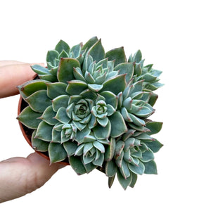 Echeveria