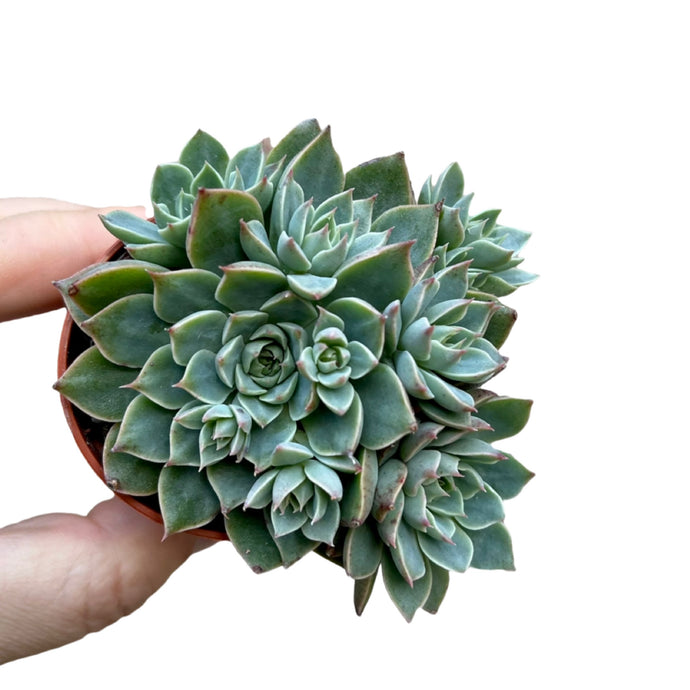 Echeveria