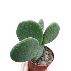 Opuntia microdasys Inermis